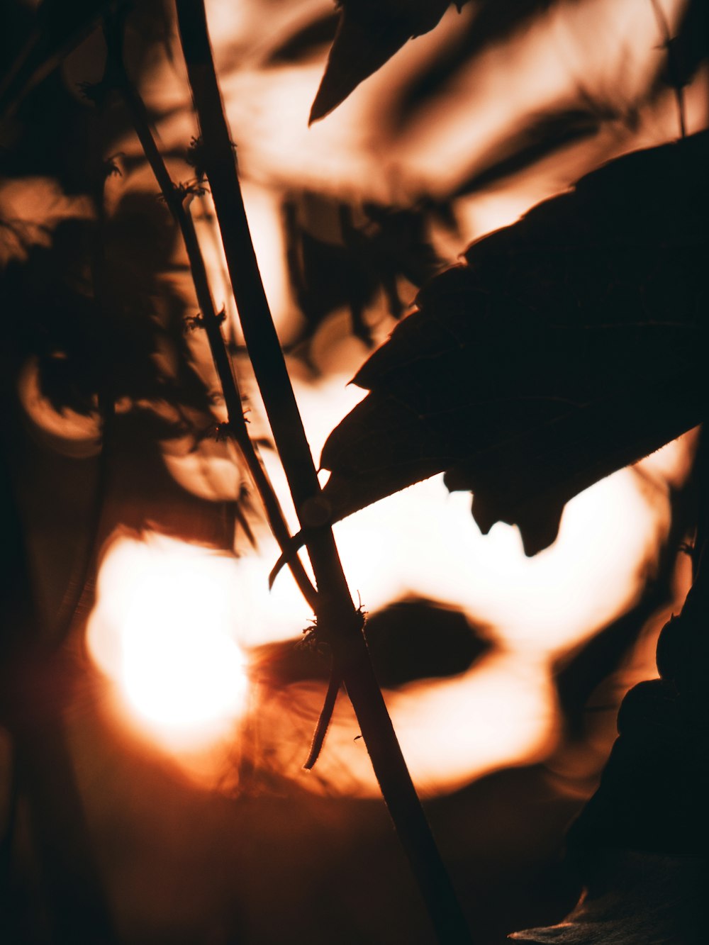 silhouette of a plant during sunset