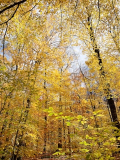 A cozy, sunlit corner with a child painting colorful leaves gathered from a nearby forest.