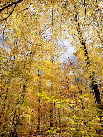 A vibrant forest scene filled with trees covered in golden-yellow leaves. Sunlight filters through the canopy, casting a warm glow and creating a serene and picturesque autumn landscape.