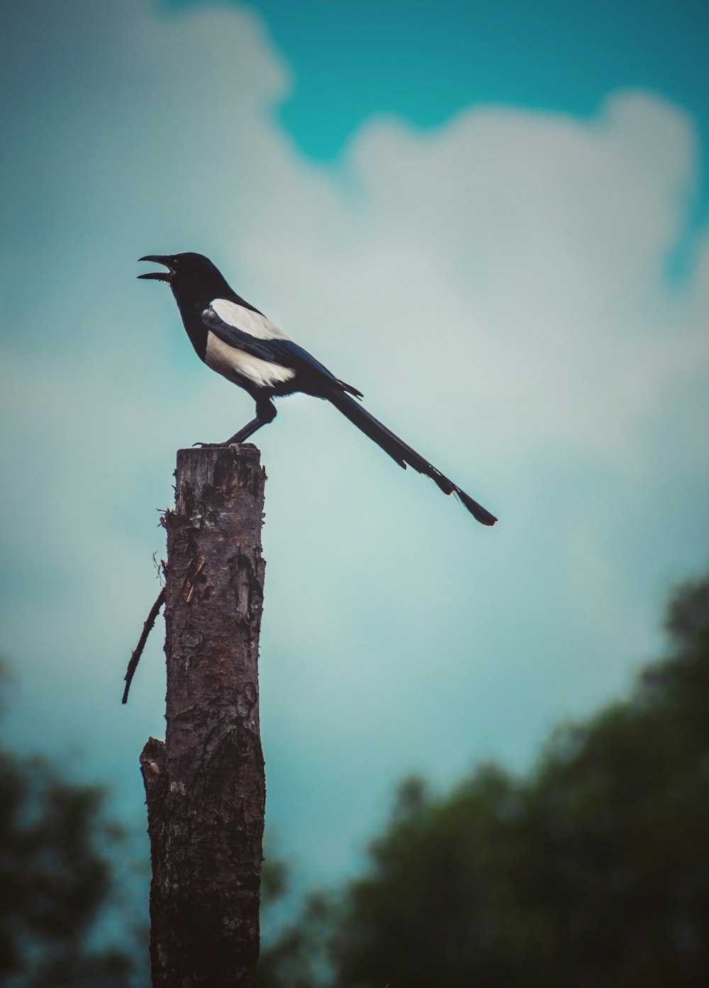 black and white bird on brown tree branch