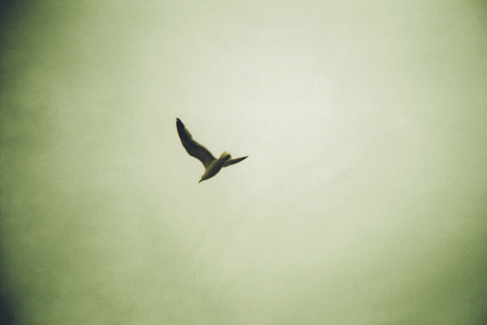 Schwarzer Vogel fliegt am Himmel