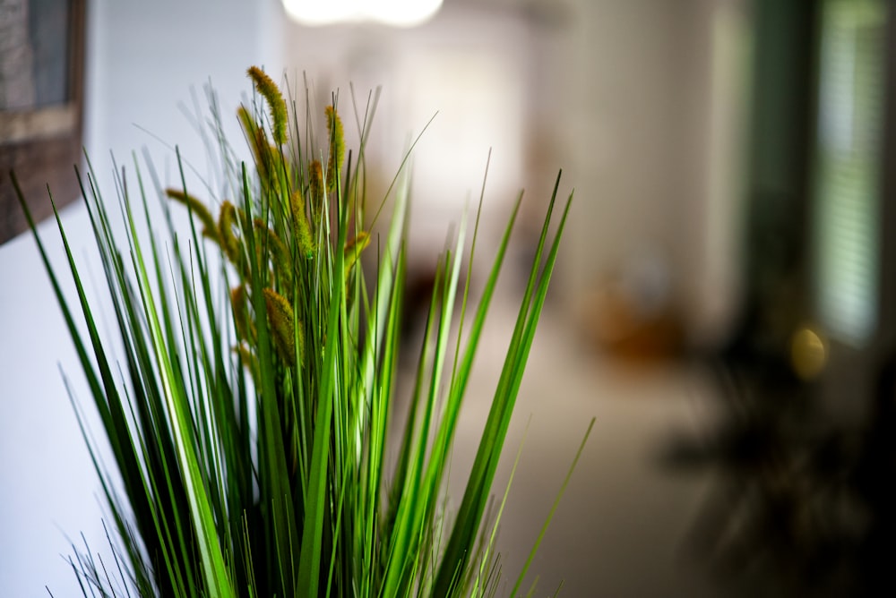 green plant in close up photography