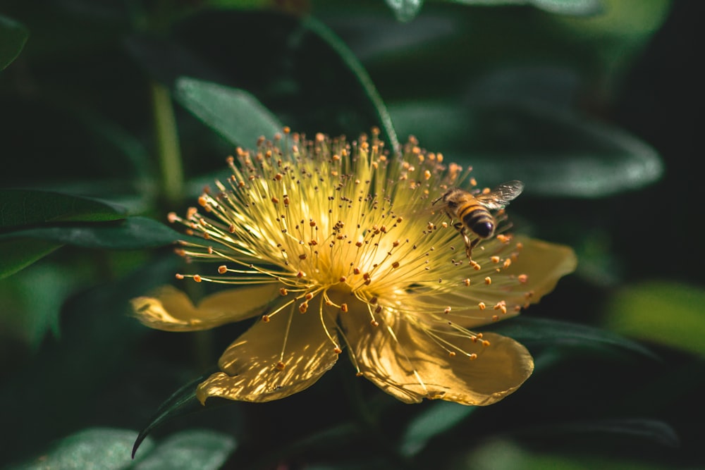 yellow and black bee on yellow flower