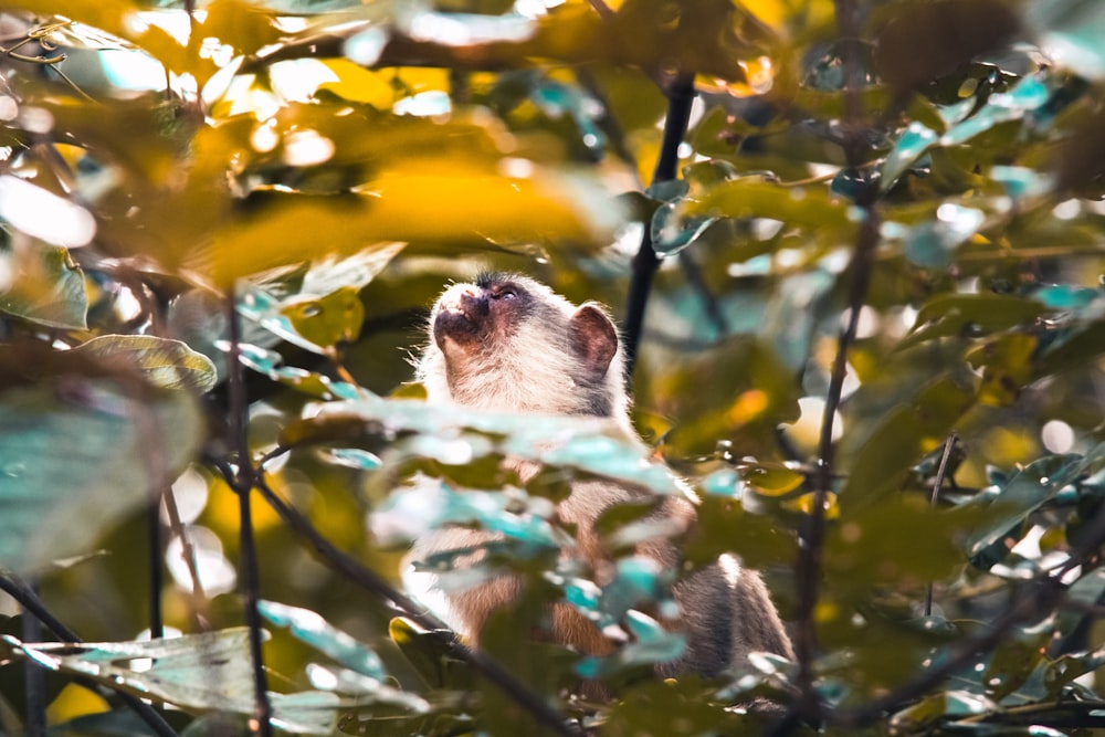 chien blanc à poil long de petite taille sur l’arbre