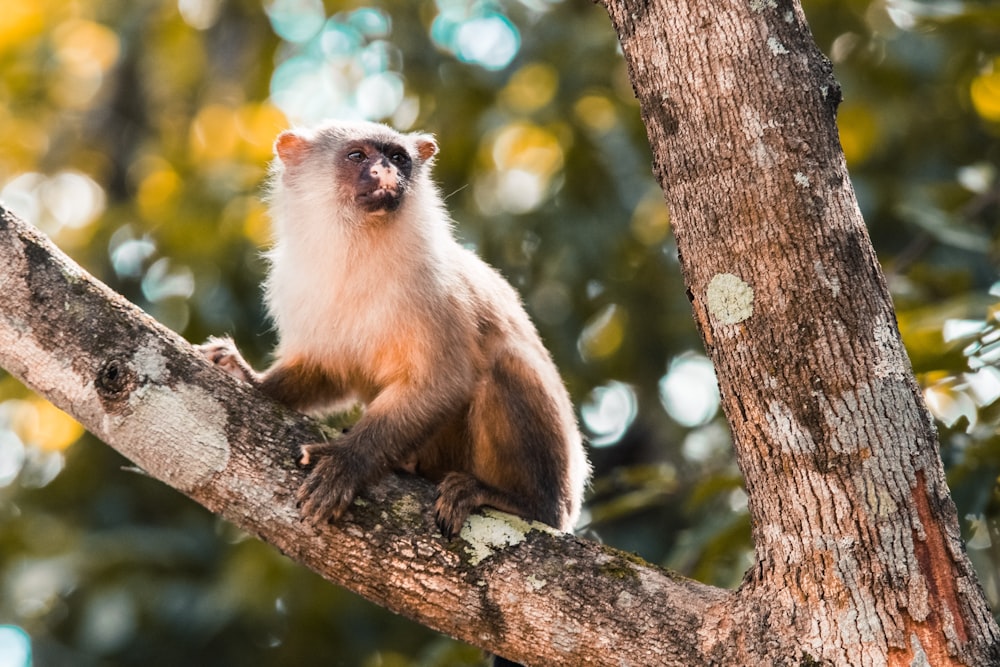 white and brown monkey on tree branch during daytime