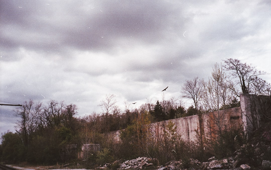 brown trees under gray clouds