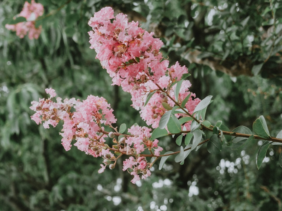 pink and white flower in tilt shift lens