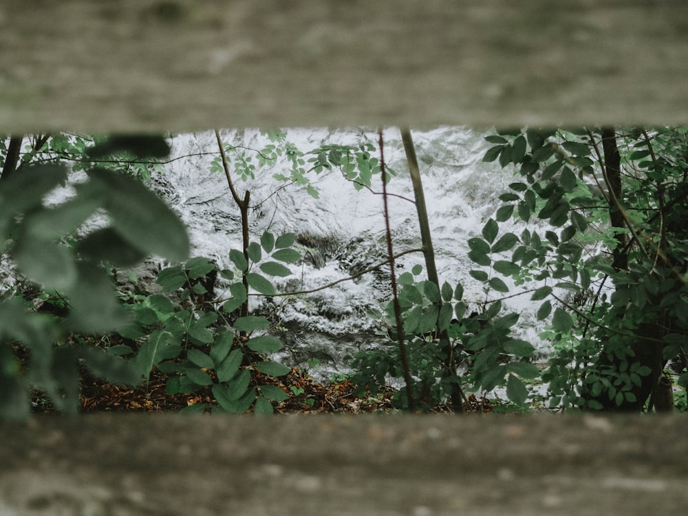 green plant near body of water during daytime