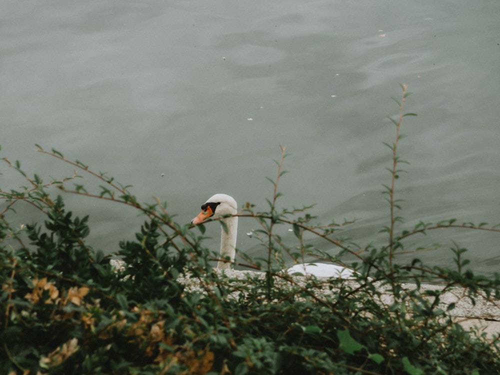 white swan on water during daytime