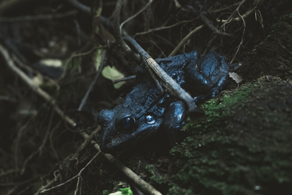 blue frog on green moss