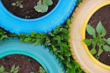 Three painted tires in blue, green, and yellow are arranged closely together on soil. Green plants are growing both within the tires and around them, suggesting a creative gardening or upcycling project.