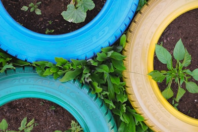 Three painted tires in blue, green, and yellow are arranged closely together on soil. Green plants are growing both within the tires and around them, suggesting a creative gardening or upcycling project.