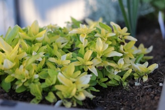 A close-up view of vibrant small-leafed plants with a mix of green and yellow leaves, surrounded by dark soil. The leaves are lush and healthy, with varying shades of green and yellow, creating an attractive contrast.