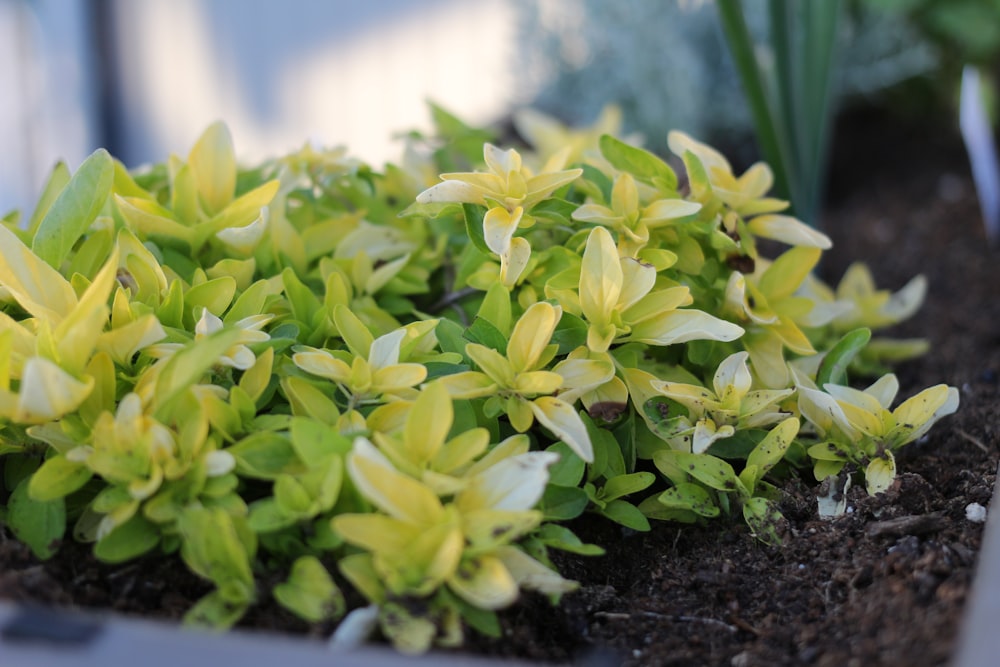 green plant on black soil