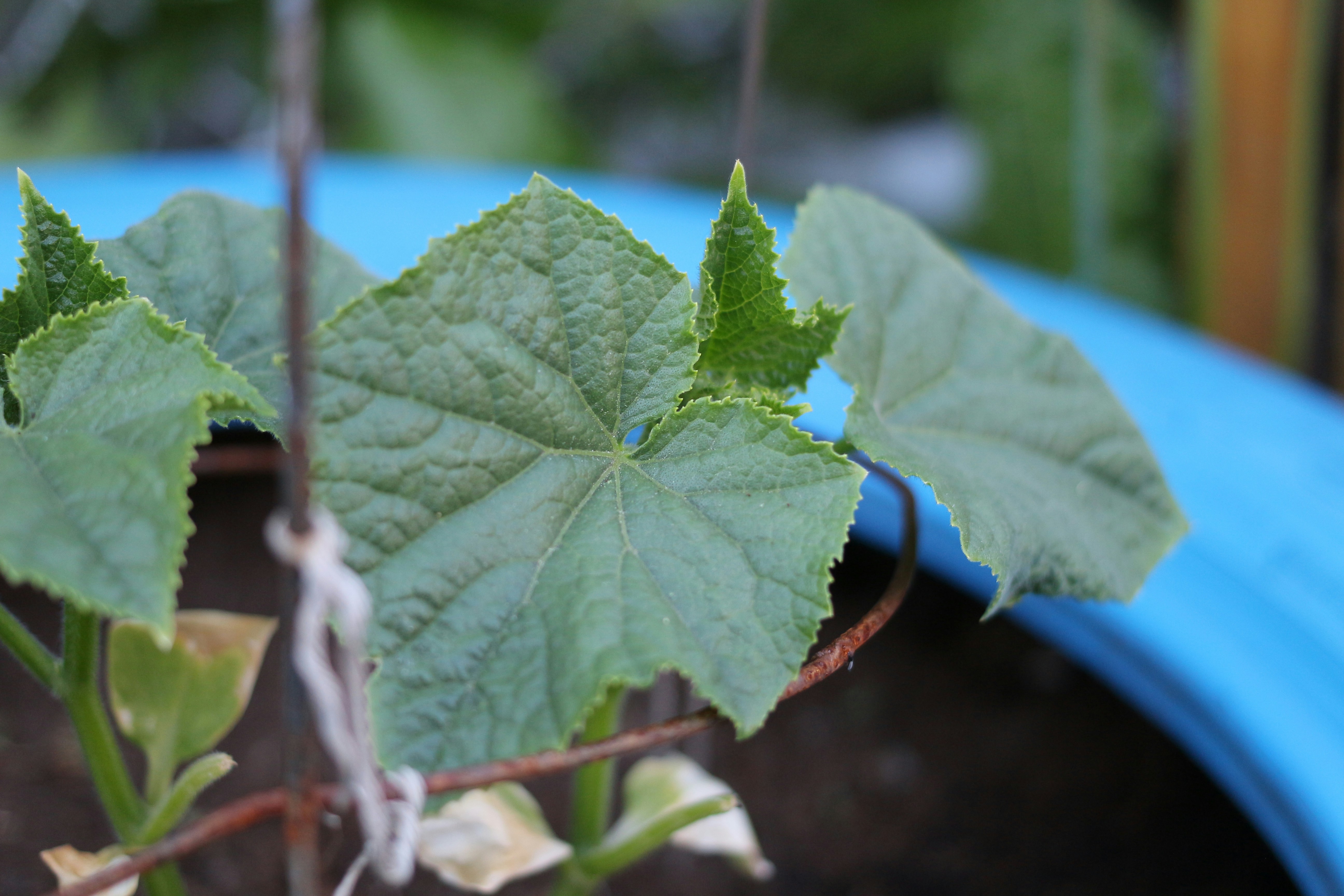 green leaf plant on brown clay pot