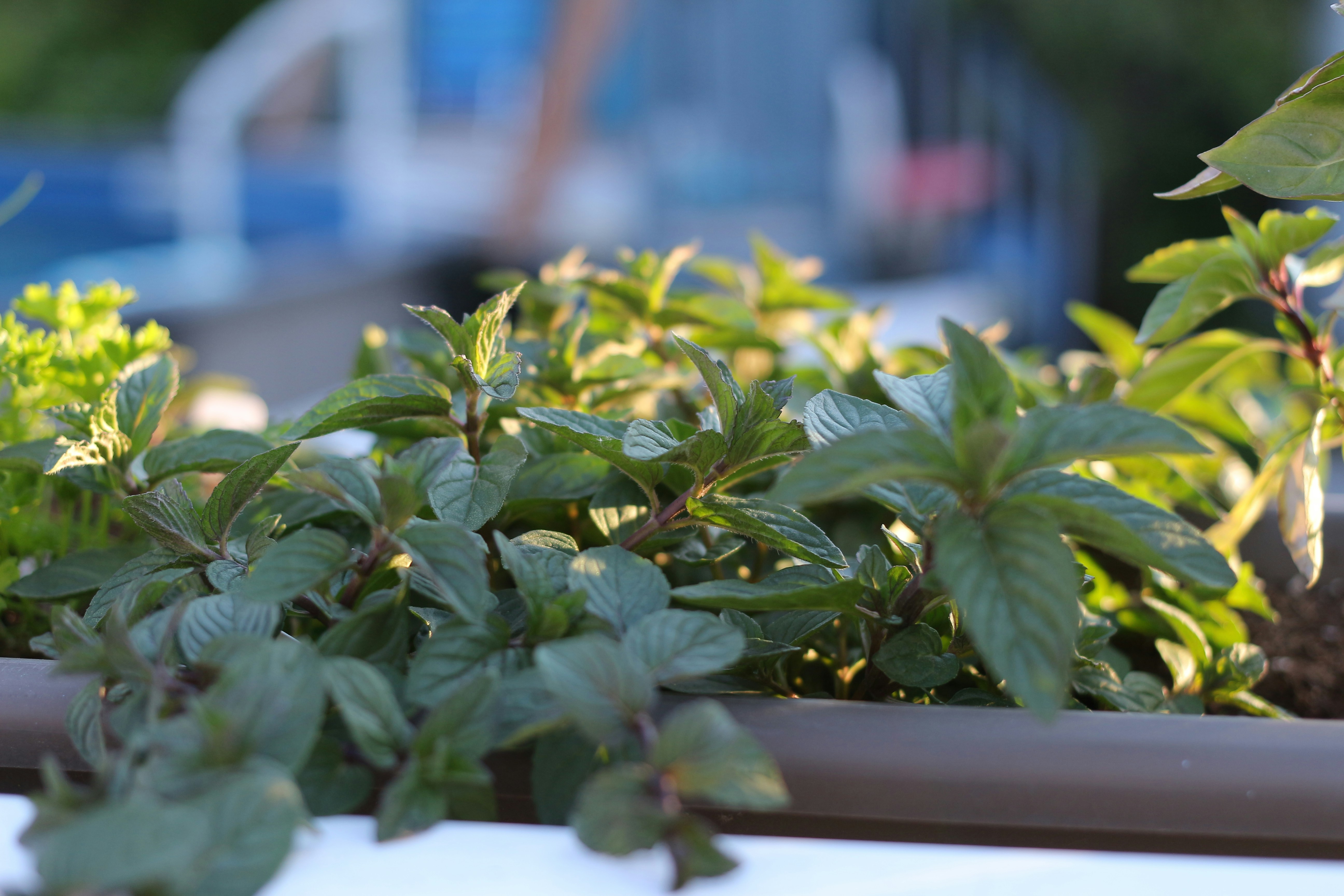 green plant in white pot