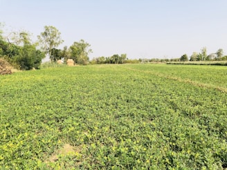 A lush green field in Sudan with farmers tending to crops under a bright blue sky.