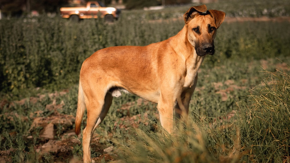 Perro de pelo corto marrón en un campo de hierba verde durante el día