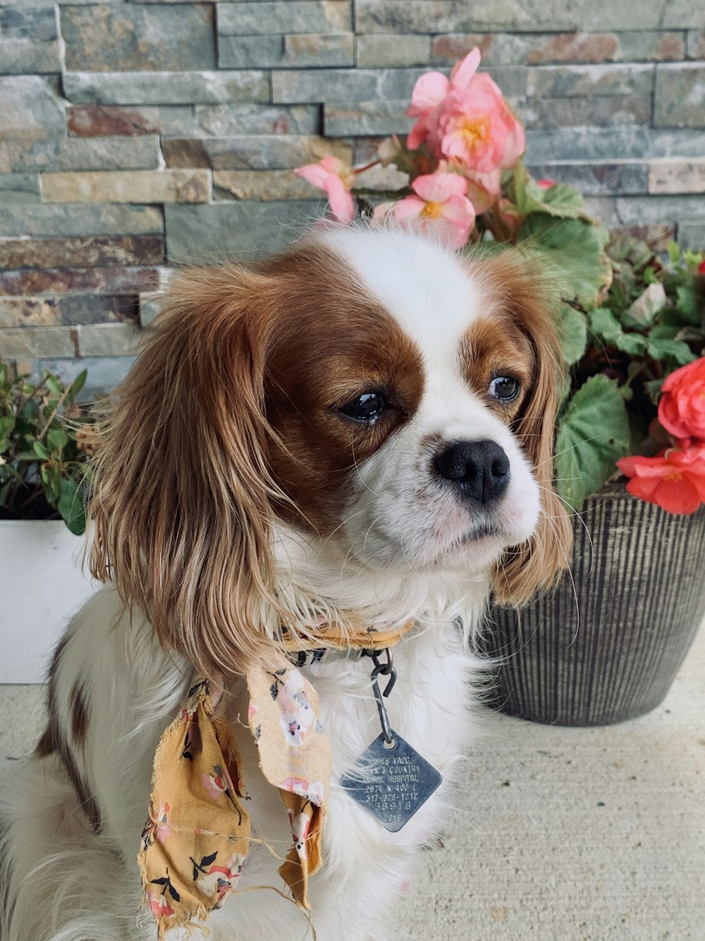 white and brown long coated small dog