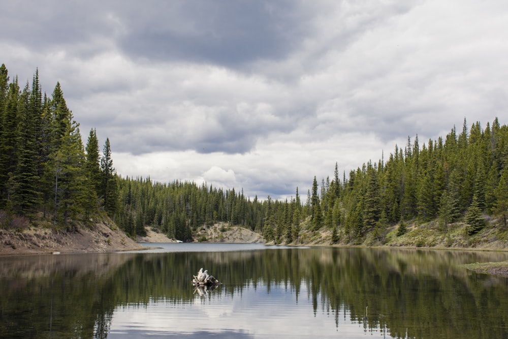 person riding on white horse on lake during daytime