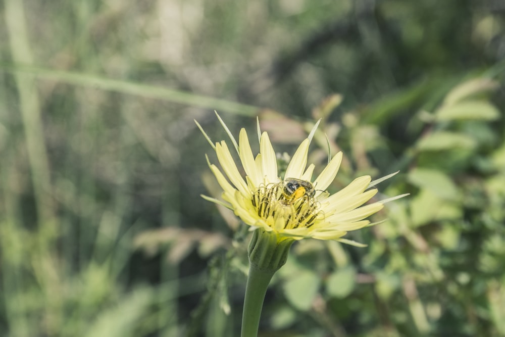 yellow flower in tilt shift lens