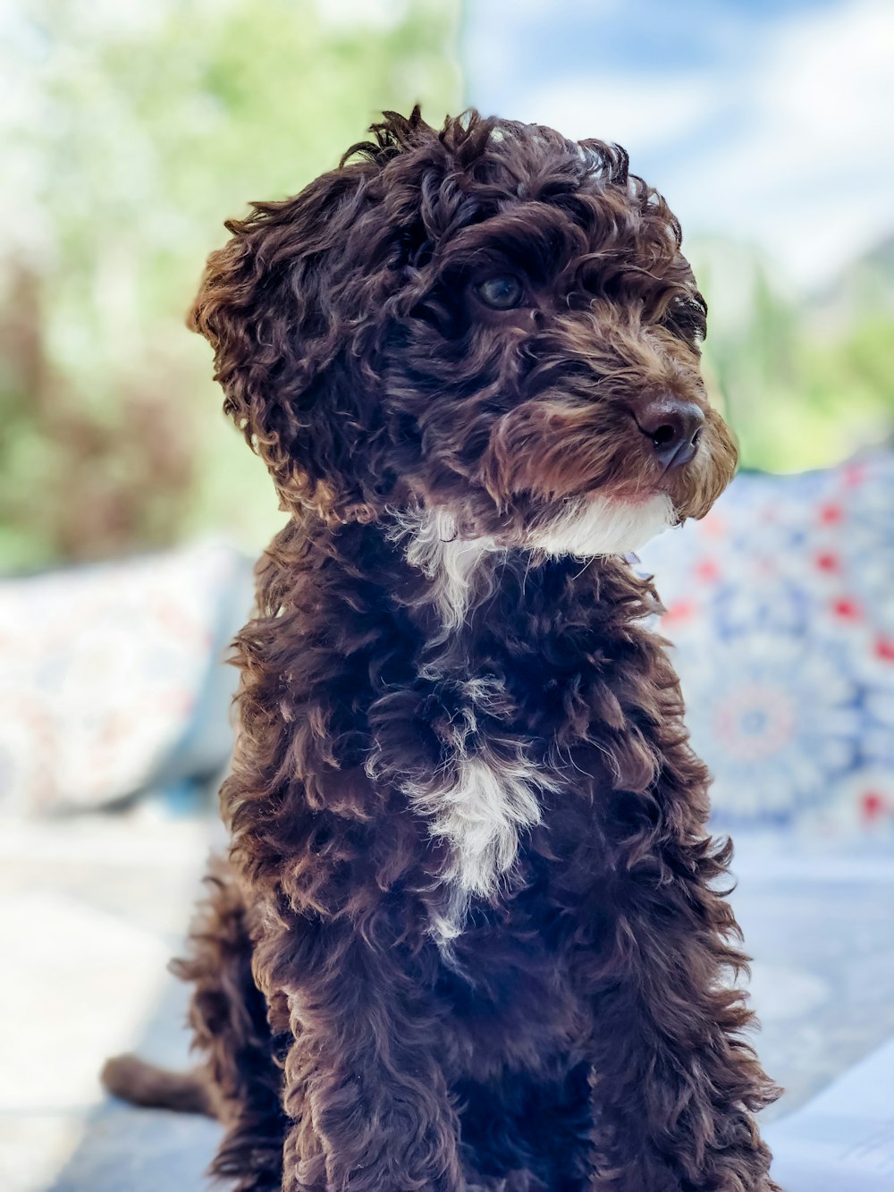 茶色と白のロングコートの小型犬