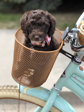 A fluffy brown puppy sits comfortably in a brown woven basket attached to the front of a vintage-style mint green bicycle. The puppy is wearing a colorful fabric collar. The bicycle has cream-colored tires with a decorative pattern.