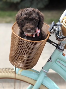 A fluffy brown puppy sits comfortably in a brown woven basket attached to the front of a vintage-style mint green bicycle. The puppy is wearing a colorful fabric collar. The bicycle has cream-colored tires with a decorative pattern.