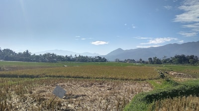 A vast agricultural field stretches across the landscape, with green and golden crops under a clear blue sky. The horizon is marked by a range of mountains, partially obscured by a light mist. Palm trees and other vegetation line the field's edge, adding to the lush setting. A small sign is staked in the ground on the left, indicating perhaps a division or crop information.
