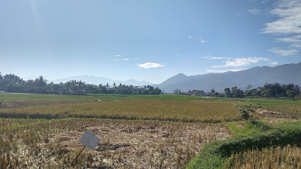 A vast agricultural field stretches across the landscape, with green and golden crops under a clear blue sky. The horizon is marked by a range of mountains, partially obscured by a light mist. Palm trees and other vegetation line the field's edge, adding to the lush setting. A small sign is staked in the ground on the left, indicating perhaps a division or crop information.