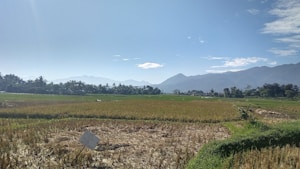 A vast agricultural field stretches across the landscape, with green and golden crops under a clear blue sky. The horizon is marked by a range of mountains, partially obscured by a light mist. Palm trees and other vegetation line the field's edge, adding to the lush setting. A small sign is staked in the ground on the left, indicating perhaps a division or crop information.