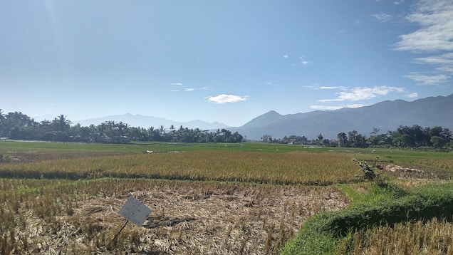 A vast agricultural field stretches across the landscape, with green and golden crops under a clear blue sky. The horizon is marked by a range of mountains, partially obscured by a light mist. Palm trees and other vegetation line the field's edge, adding to the lush setting. A small sign is staked in the ground on the left, indicating perhaps a division or crop information.