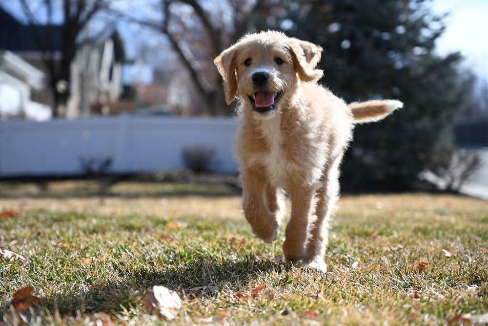 white long coated dog on green grass field during daytime