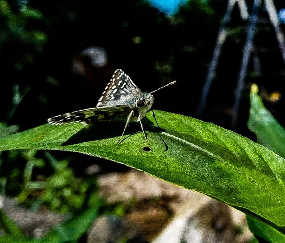 black and white butterfly on green leaf