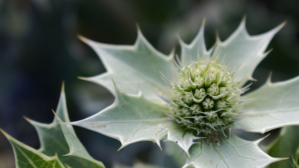 green plant in close up photography