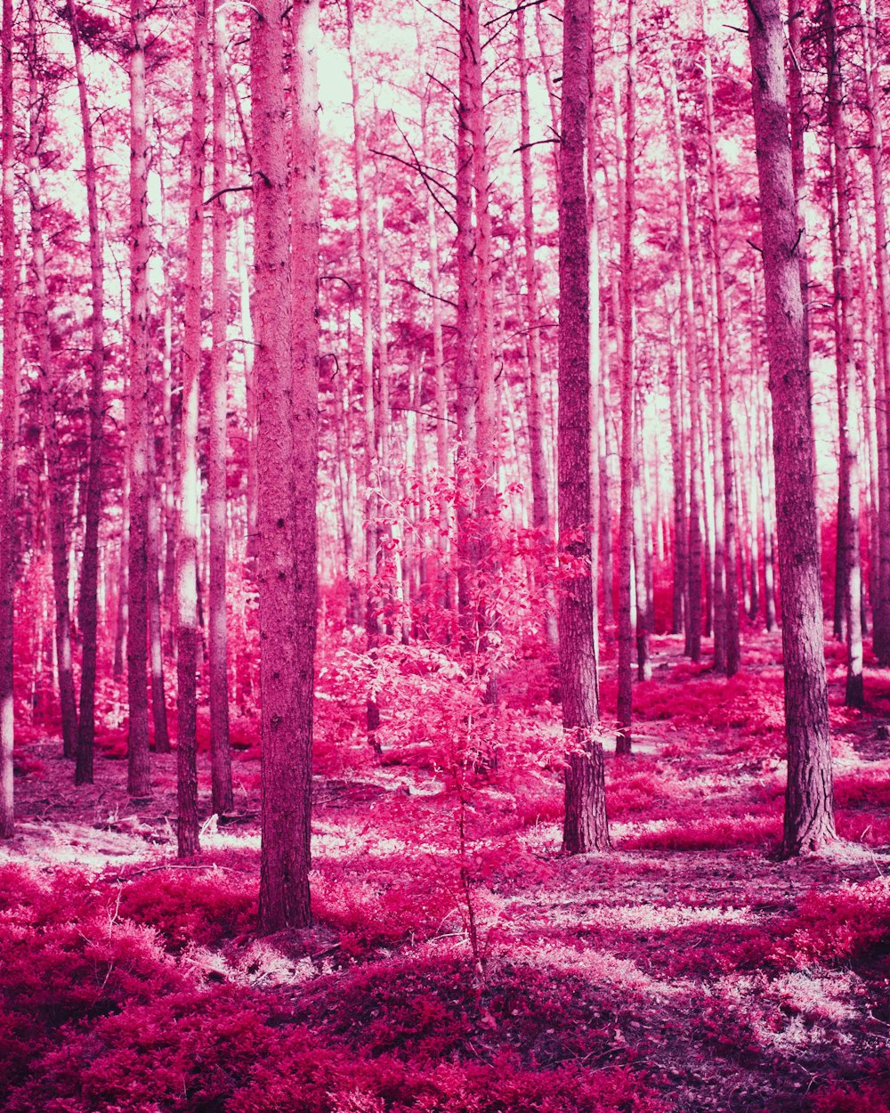 brown trees on brown field during daytime