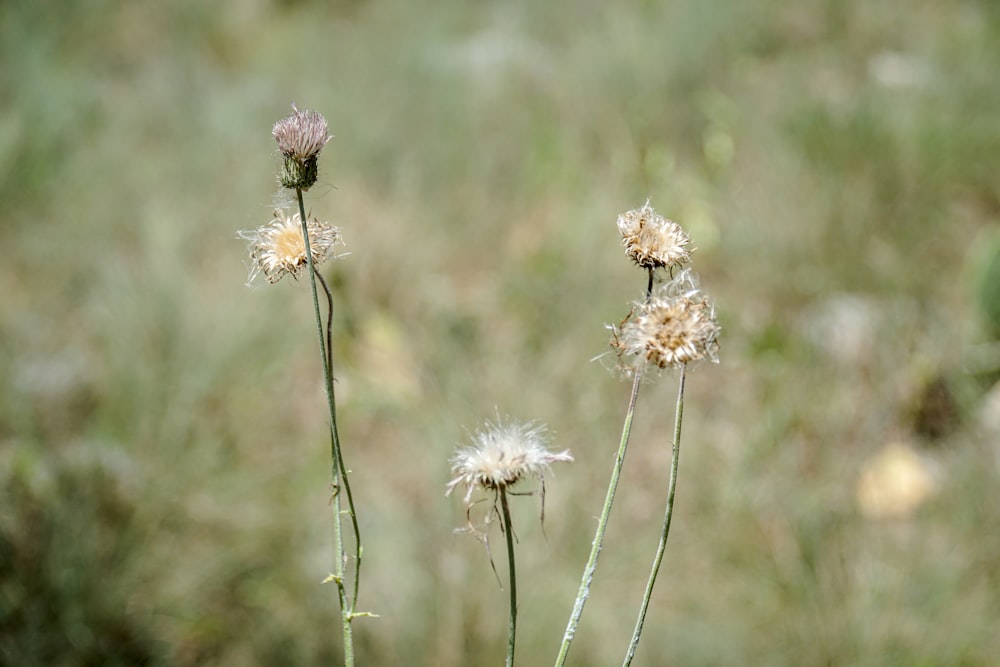 white and brown flower in tilt shift lens