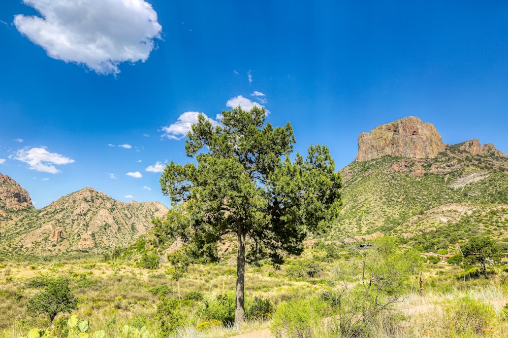 alberi verdi sulla montagna sotto il cielo blu durante il giorno