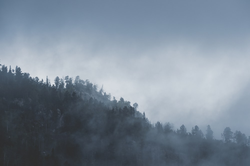 green trees covered by fog