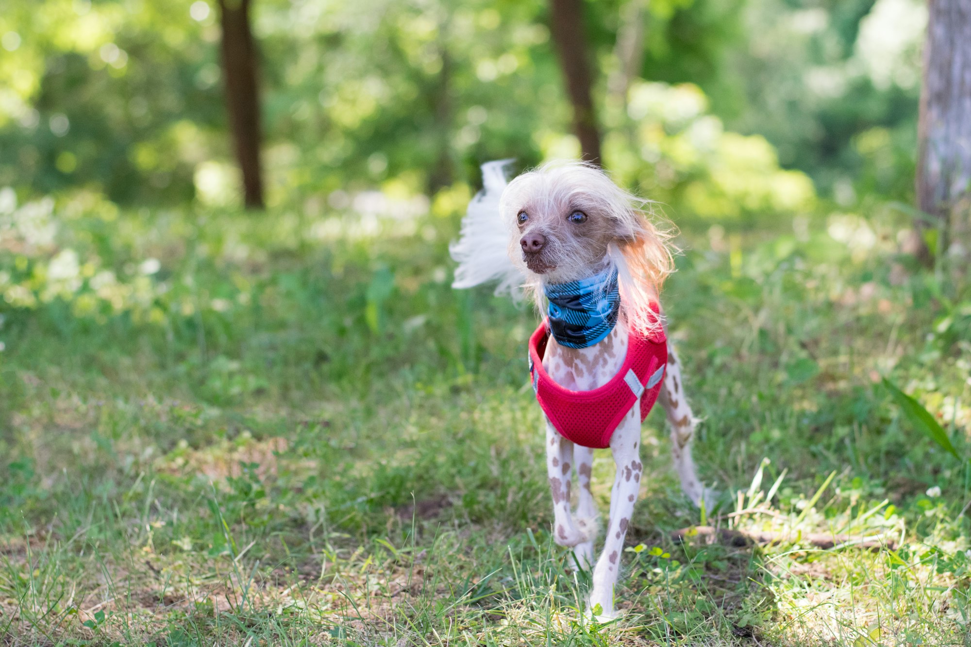Photo shoot with a Chinese Crested dog name Finn.