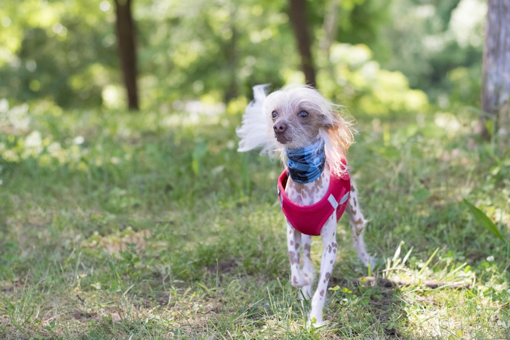 white short coated small dog in red and white shirt running on green grass field during