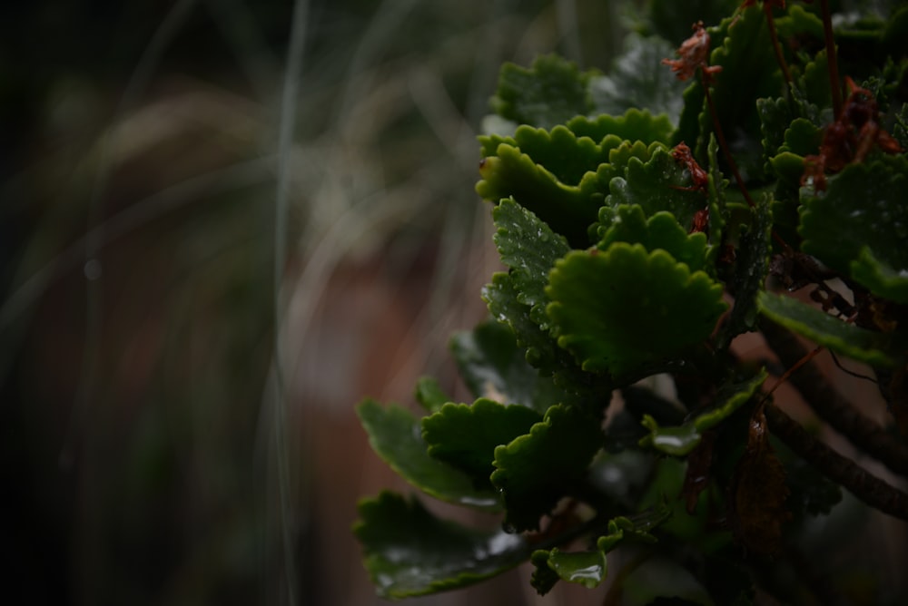 green plant in close up photography