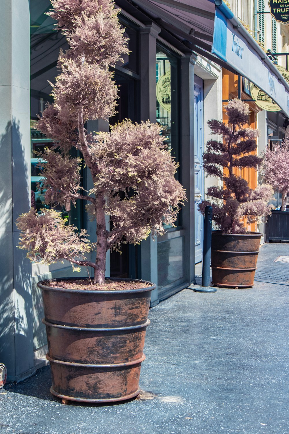 plante brune et verte sur pot en argile brune