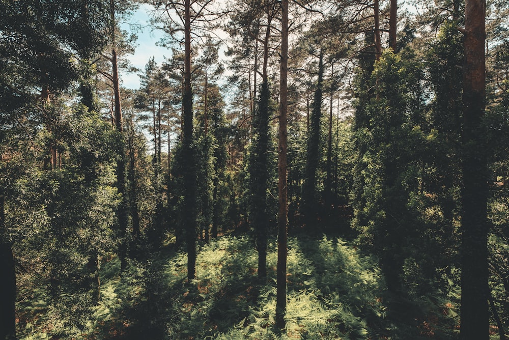 green and brown trees during daytime