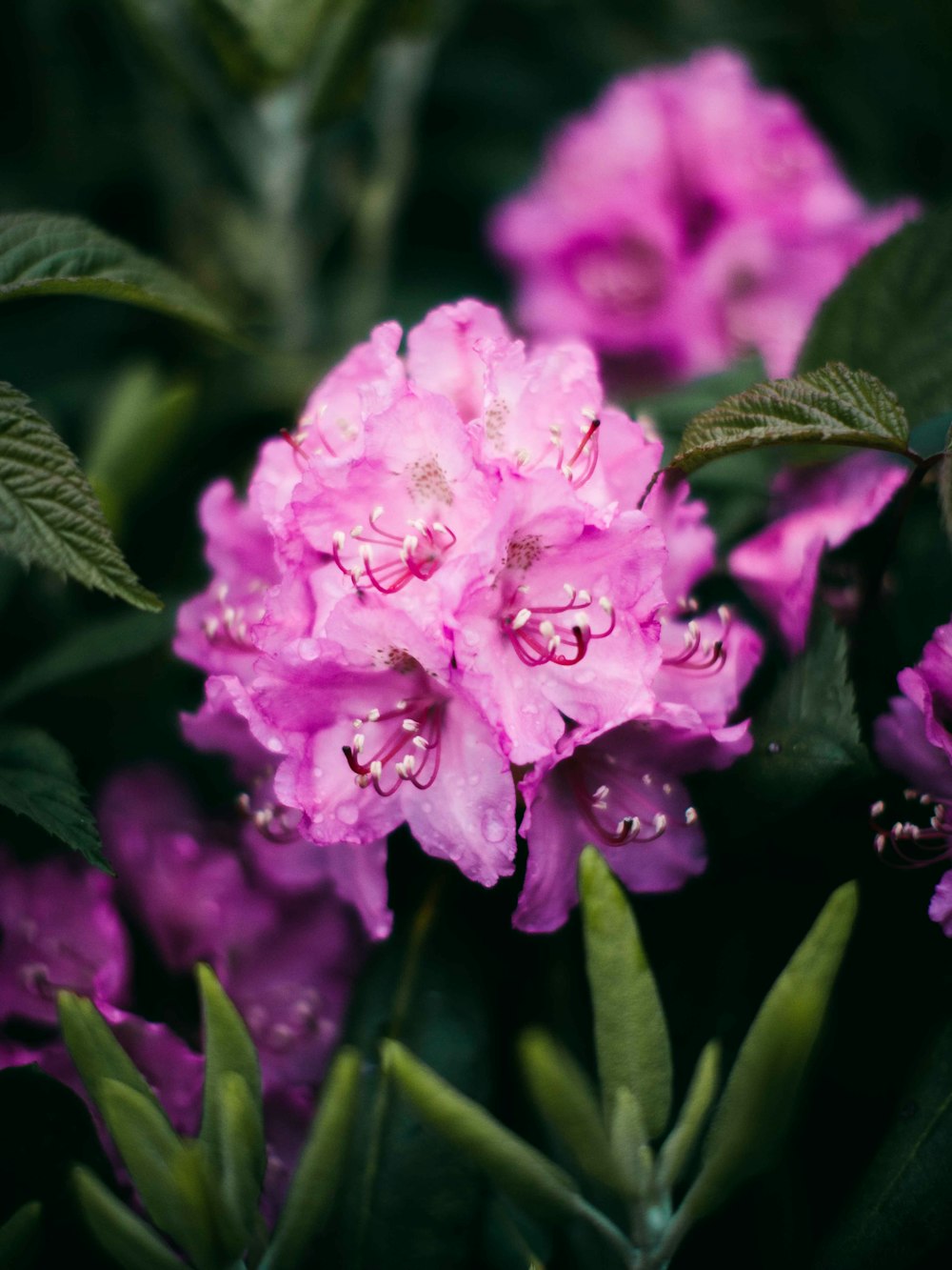 pink flower in macro lens