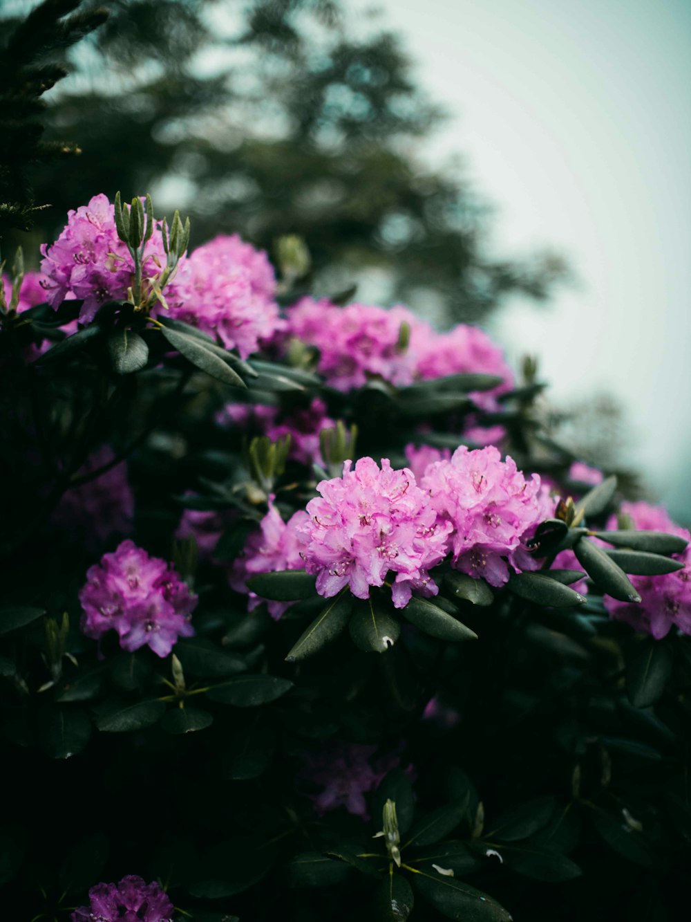 purple flowers in tilt shift lens