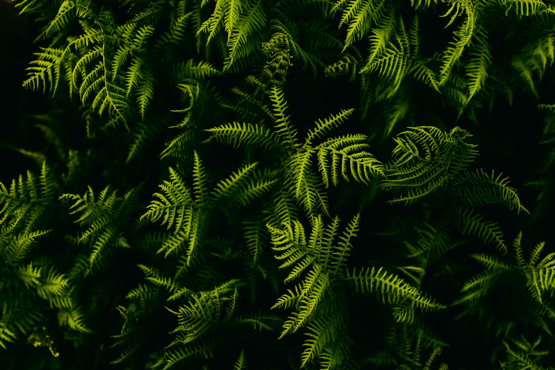 green and yellow leaf plant