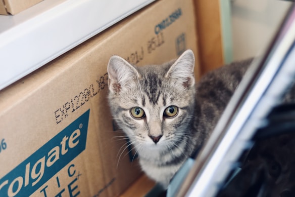 A gray tabby cat is sitting next to a cardboard box with the Colgate logo on it. The cat has bright green eyes and is gazing directly at the camera.