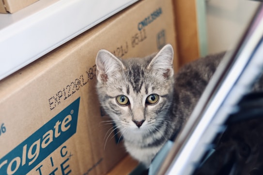A gray tabby cat is sitting next to a cardboard box with the Colgate logo on it. The cat has bright green eyes and is gazing directly at the camera.