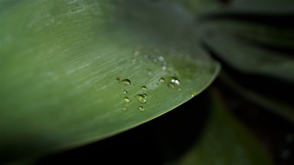 water droplets on green leaf